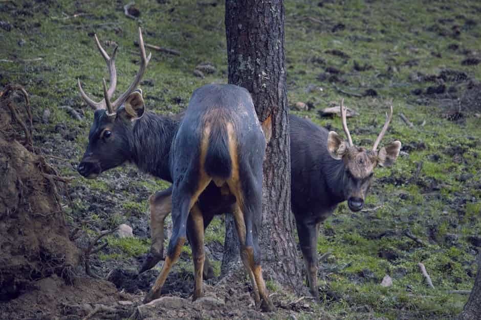 Bhutan Wildlife & Birding Tour: Phobjikha & Jigme Dorji