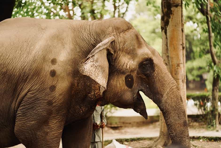 Chitwan Wildlife Safari: Jungle Safari, Canoe Ride & Tharu Cultural Program, Nepal