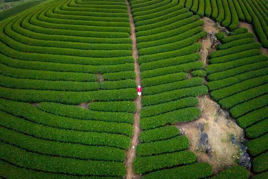 Tea Gardens & Tranquil Trails: South Sikkim Leisure Tour