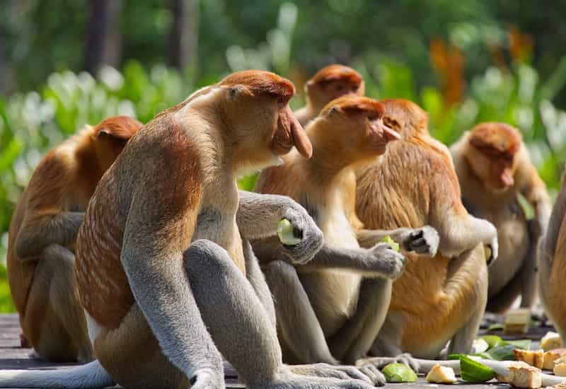Grand Borneo Wildlife Odyssey: Kinabalu, Sepilok, Kinabatangan & Danum Valley