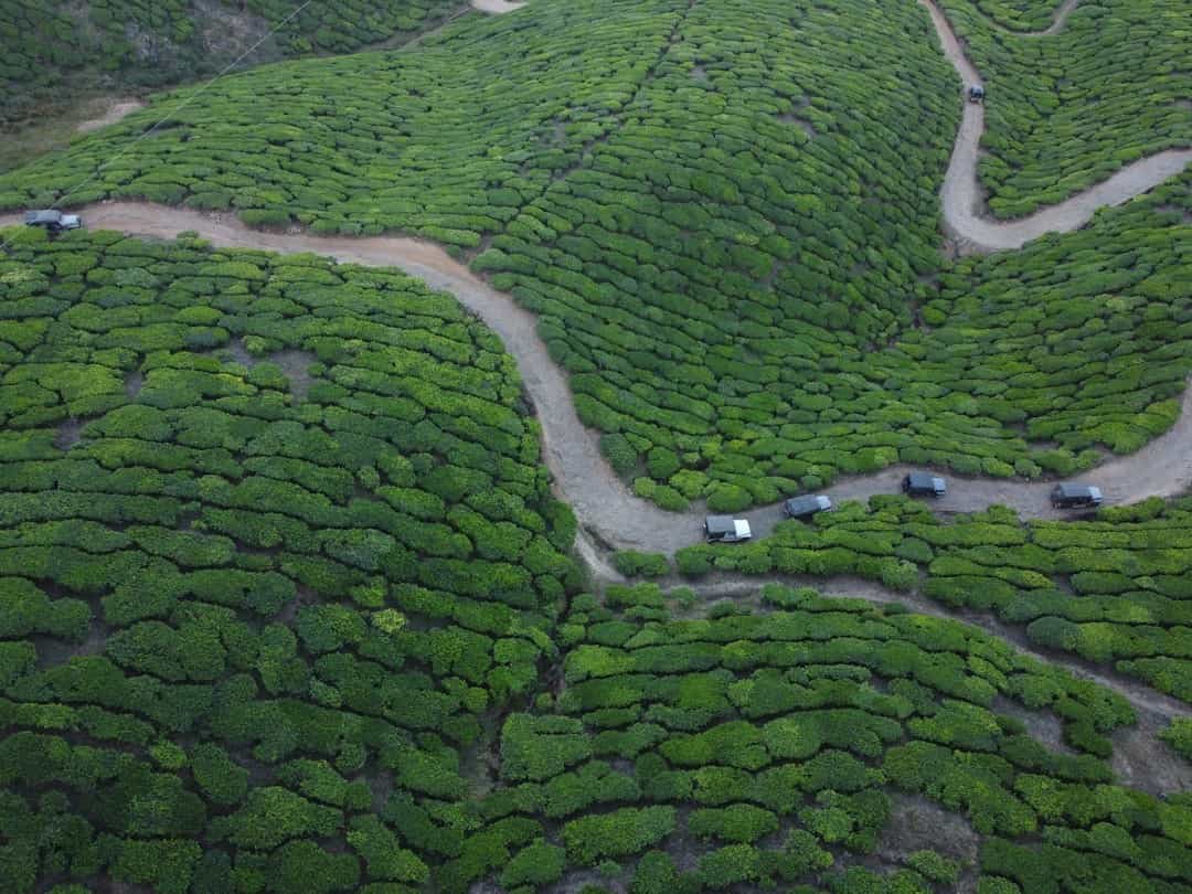 Kerala Honeymoon Escape: Munnar Tea Gardens & Alleppey Backwaters