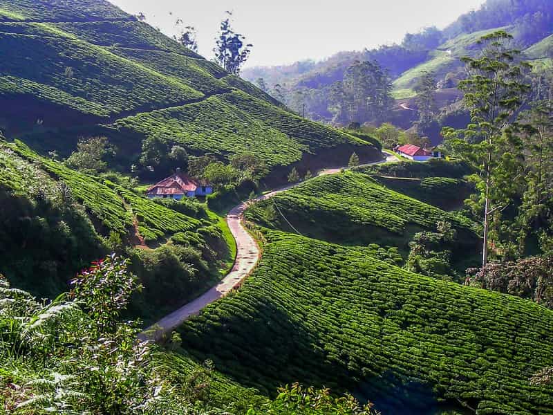 Silent Valley & Nilgiri Eco-Adventure: Trekking in Pristine Forests