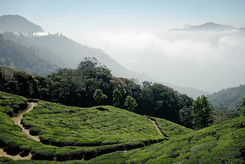 Munnar to Alleppey Scenic Drive: Tea Terraces to Serene Backwaters