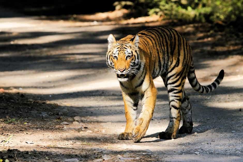Corbett Wildlife Weekend: Jungle Safari & Birdwatching Express