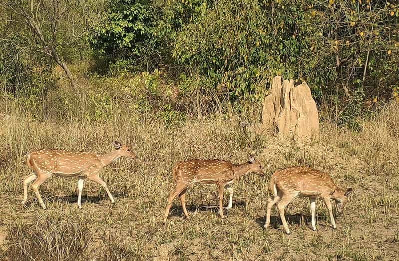 Wildlife & Rivers Eight-Night: Corbett, River Camps & Village Walks