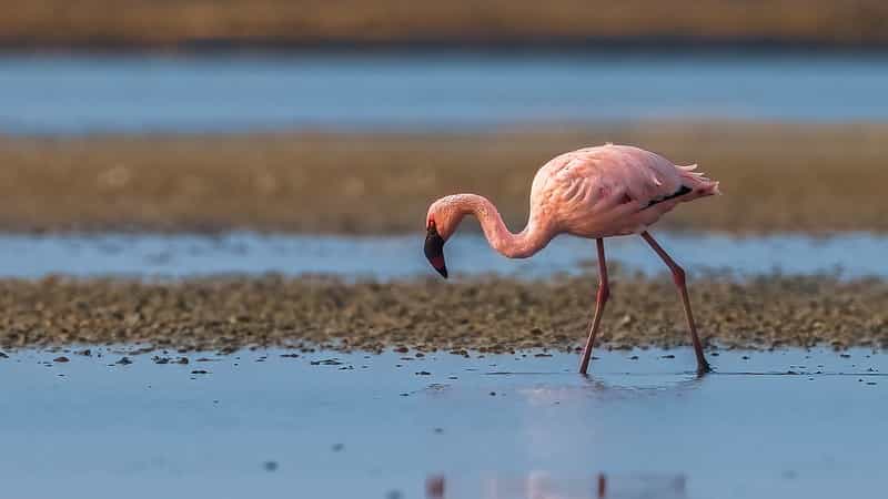 Velavadar & Little Rann Wildlife 4-Night Safari