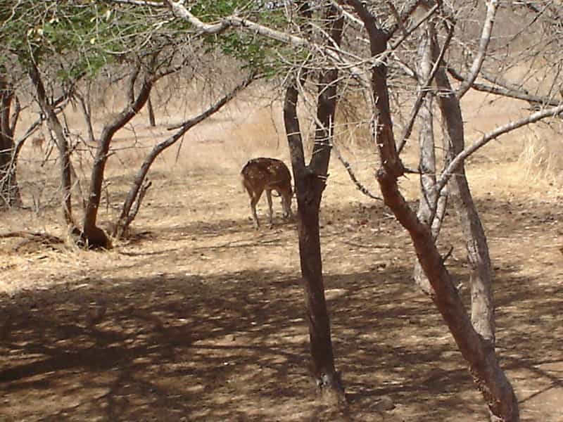 Gir & Somnath 5-Night Wildlife and Pilgrimage