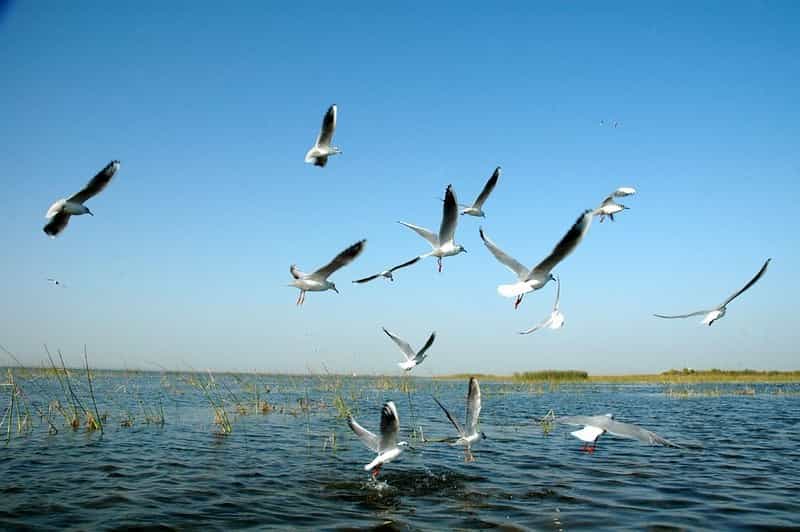 Eco Gujarat 5-Night: Birding at Nalsarovar & Wetland Walks
