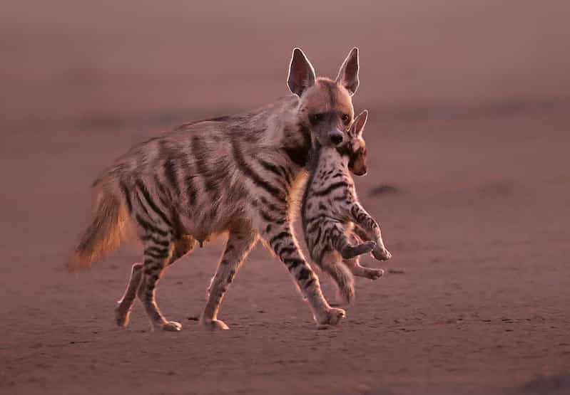 Rann & Wildlife Combo 7-Night: Rann by Night & Gir Safari Rann & Wildlife Combo 7-Night: Rann by Night & Gir Safari