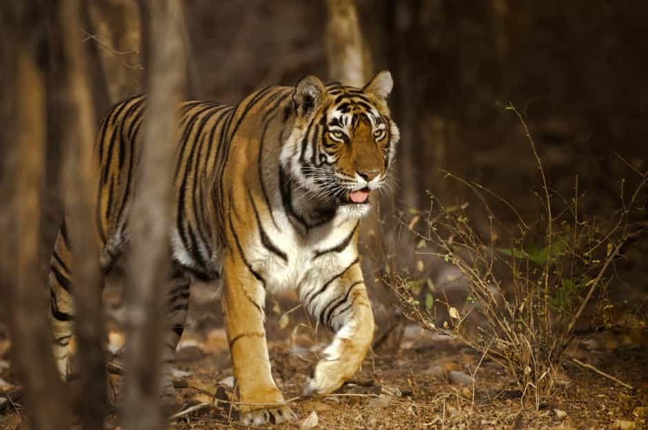 Ranthambore Wildlife Safari Short Trip: Tiger Trails & Nature Lodges