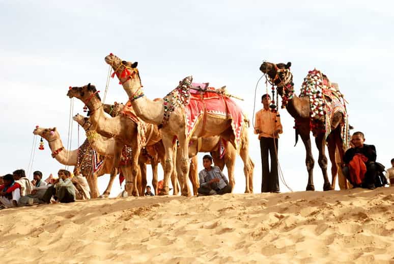 Bikaner Culture & Camel Festival Experience in Rajasthan