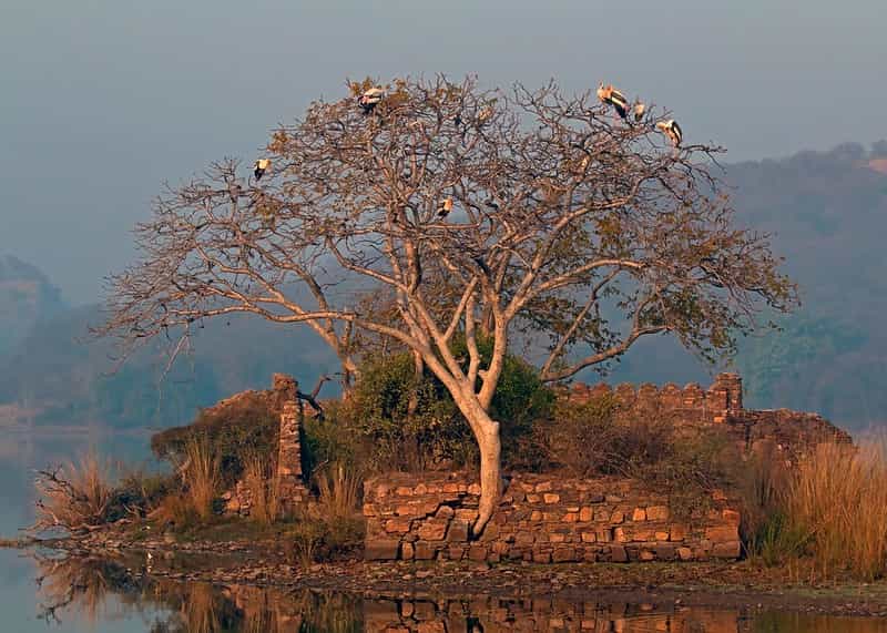 Bharatpur & Ranthambore Birding & Tiger Safari Combo