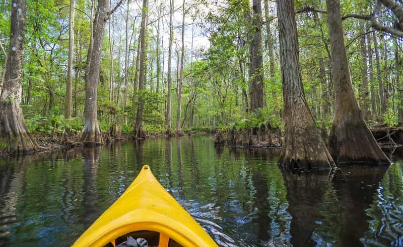 Andaman Nature Trail: Birding & Mangrove Kayak Experience