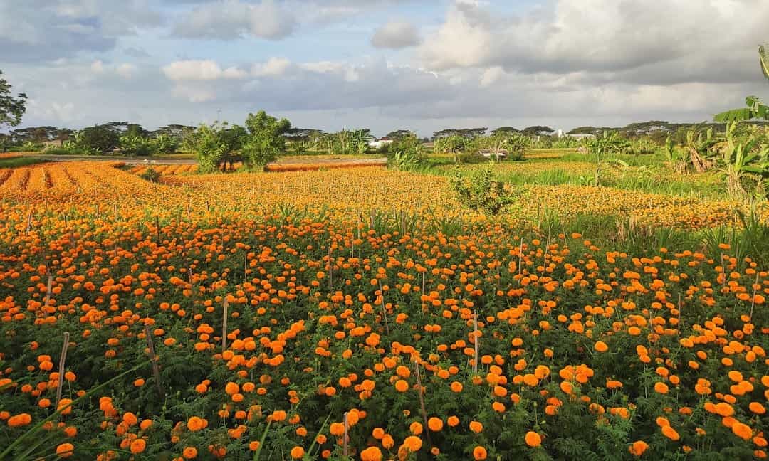 Saffron Trail: Kashmiri Heritage & Saffron Fields Day Trips (4 Nights)