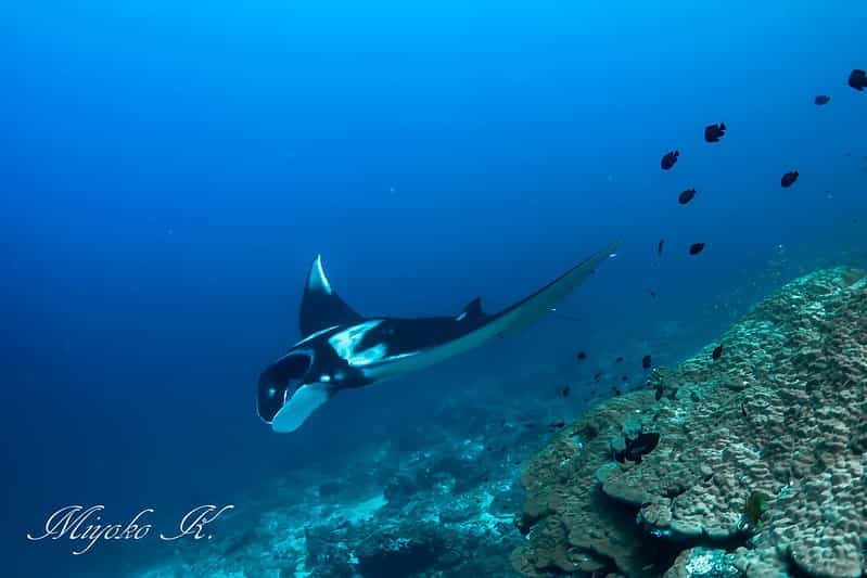 Photographer's Andaman: Sunrise Beaches & Underwater Shoots