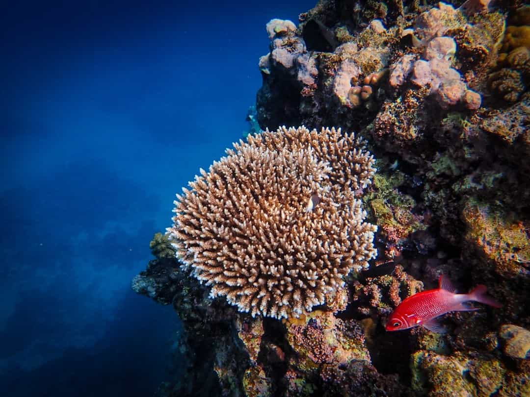 Ultimate Coral Quest: 8 Nights of Diving & Island Research