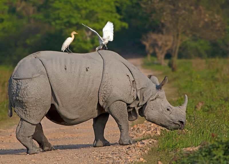 Kaziranga Quick Wild Safari: Rhinos & Tea Estate Stay