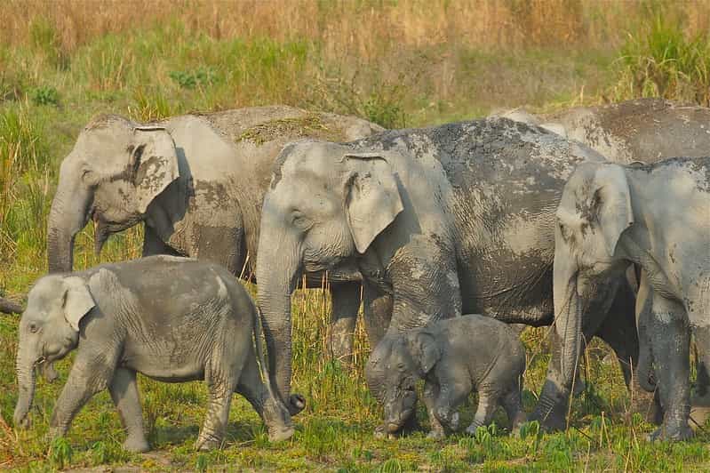 7-Night Kaziranga to Majuli Wildlife & Culture Package