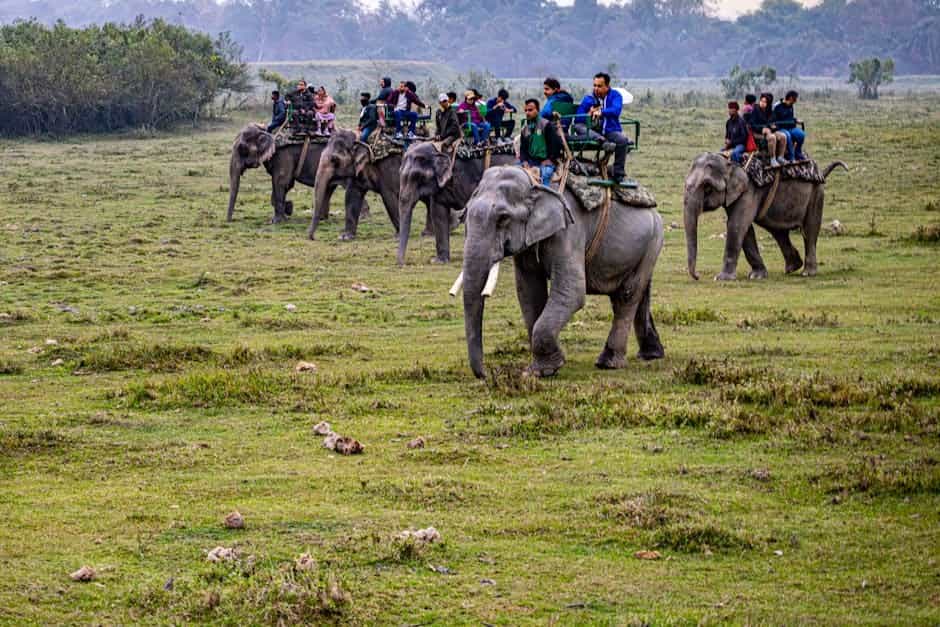 Assam Tea & Wildlife Luxury: Private Teahouse & Elephant Safari