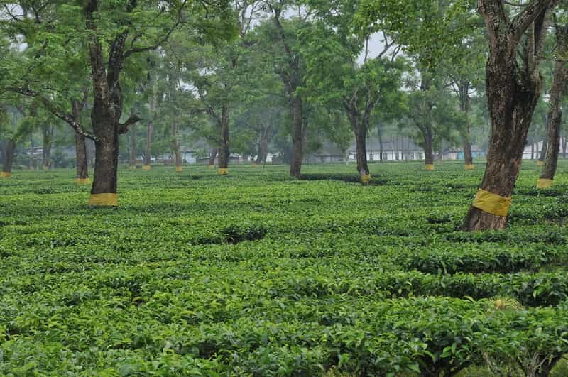 Complete Assam Explorer: Wildlife, Tea Gardens & Historic Sivasagar