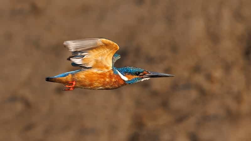 Goa Birding & Wildlife 6N: Salim Ali, Cotigao & Bhagwan Mahavir Trails