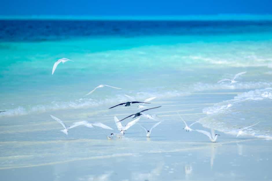 Maldives Wildlife Encounter: Marine Safari & Turtle Visit