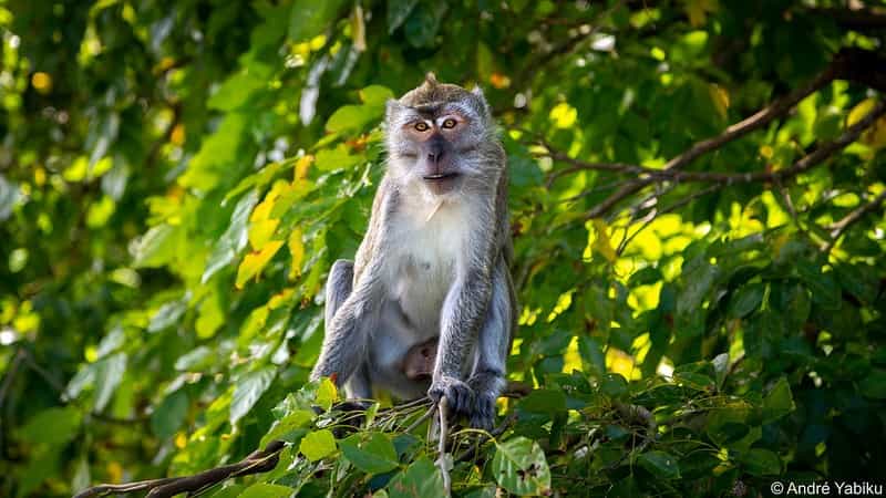 Mauritius Eco & Wildlife 6-Night Immersion: Nature Reserves & Local Conservation