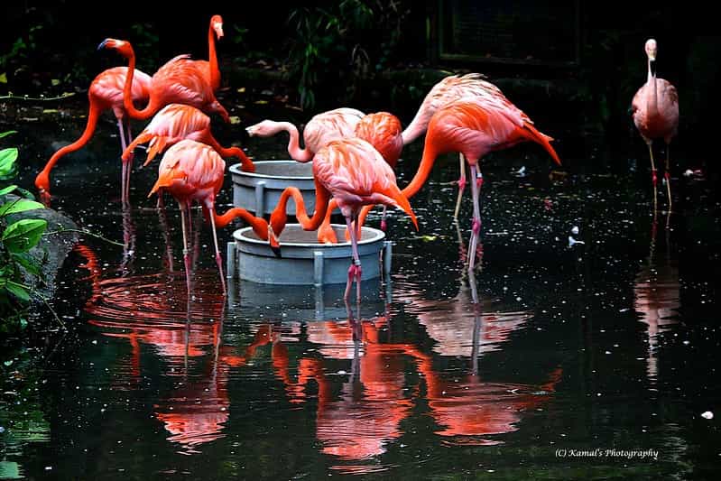 Ultimate Wildlife Week: Night Safari, Bird Park & River Safari