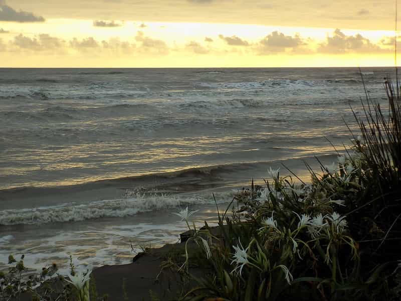 Black Sea Coastal Escape: Nature, Tea Plantations & Wildlife