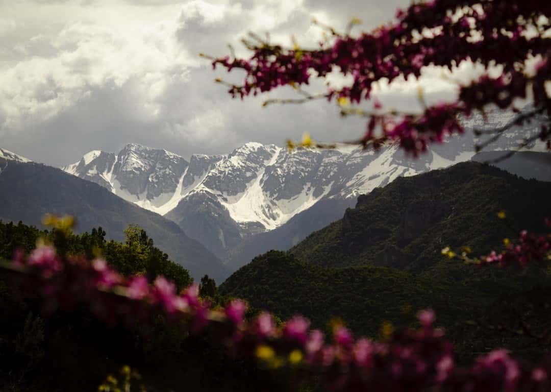 Adventure Trek & Flora: Rhododendron Trekking in Spring
