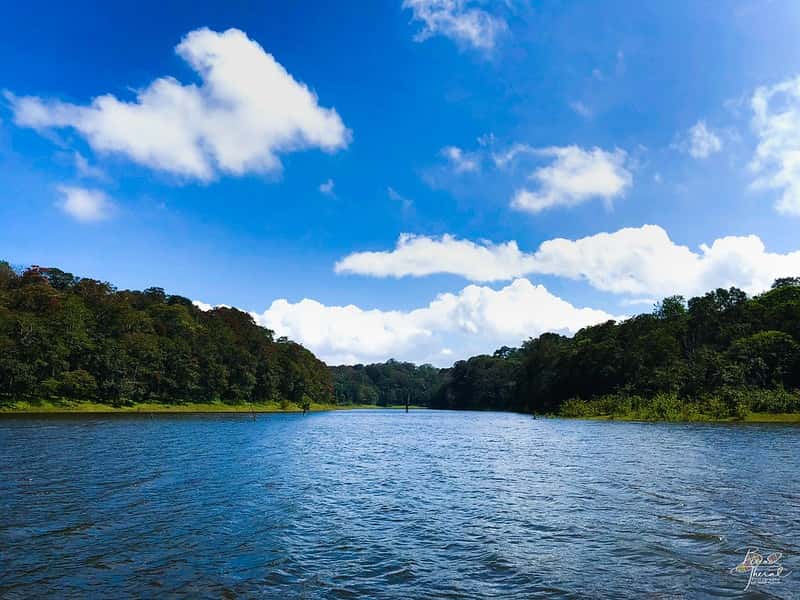 Munnar & Thekkady Wildlife Retreat: Tea Trails to Periyar Safari