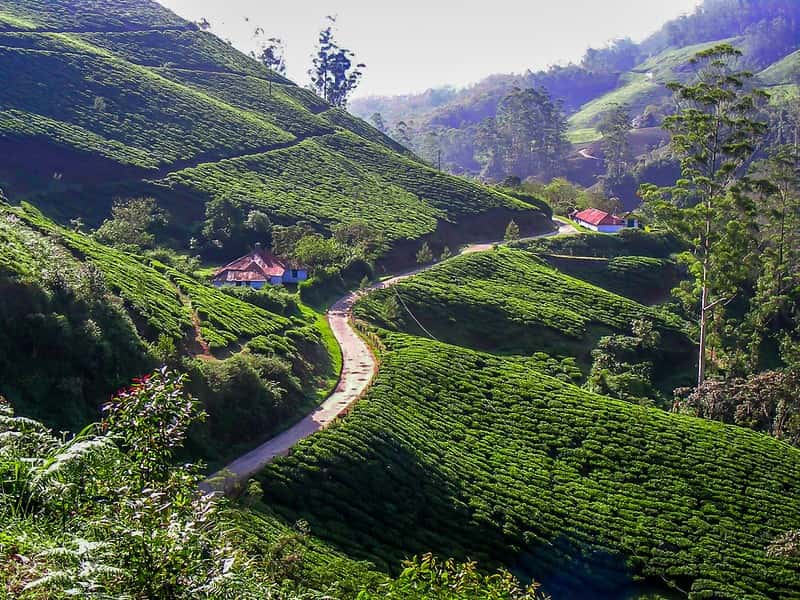 Silent Valley & Nilgiri Eco-Adventure: Trekking in Pristine Forests