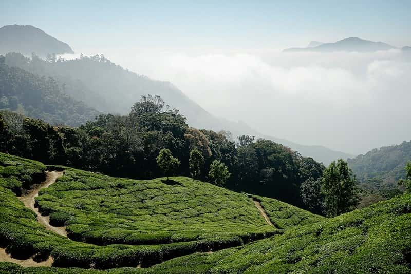 Munnar to Alleppey Scenic Drive: Tea Terraces to Serene Backwaters