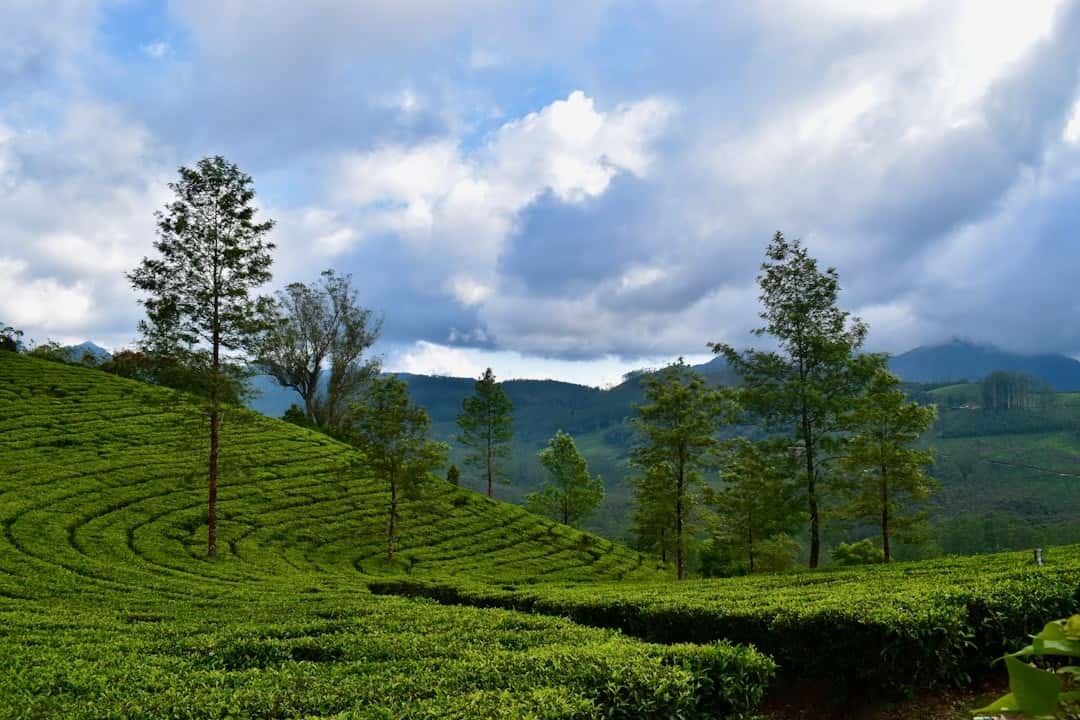 Kerala 7-Night Luxury Coastal & Hills Package: Private Tours & Spa