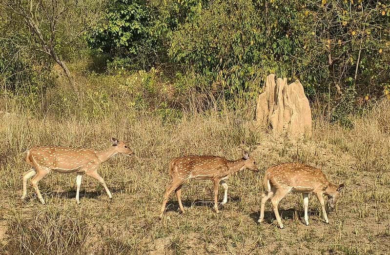 Wildlife & Rivers Eight-Night: Corbett, River Camps & Village Walks