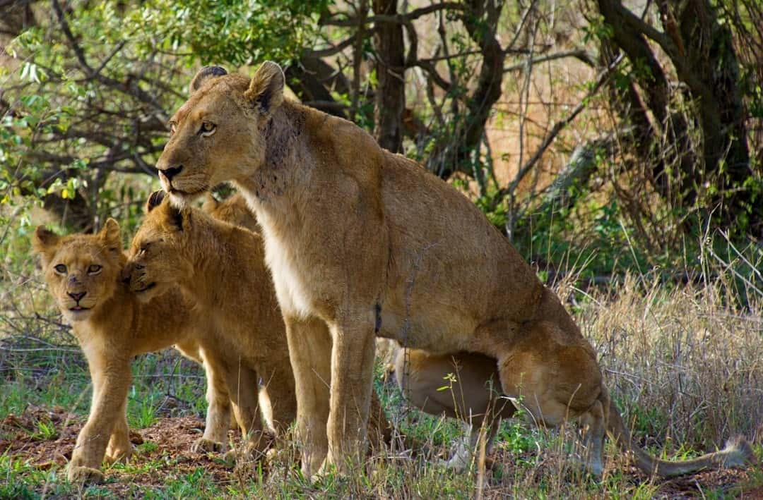 Gir Wildlife Weekend: Asiatic Lion Safari & Sasan Trails