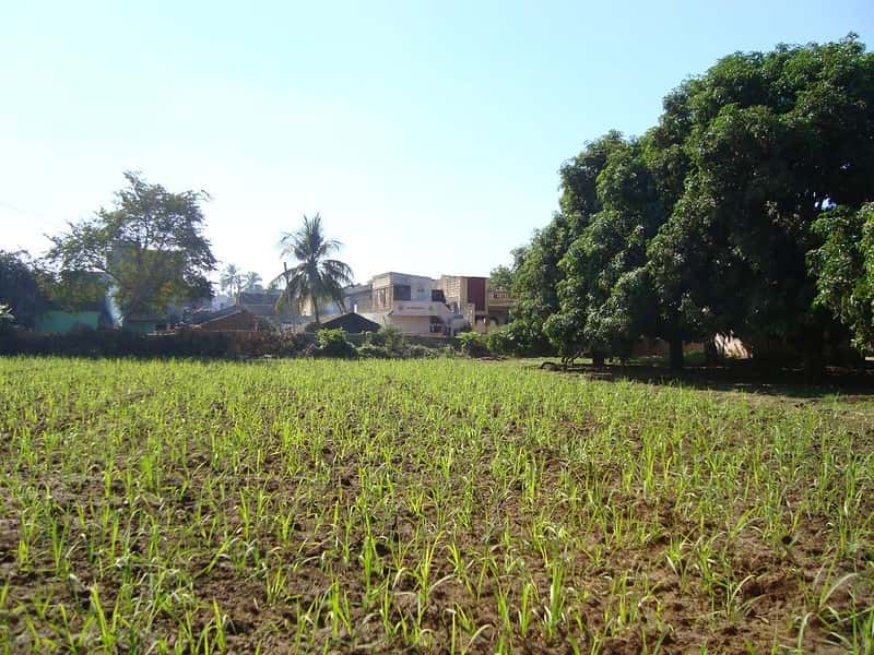 Rural Gujarat 6-Night: Village Homestays & Farm Experiences