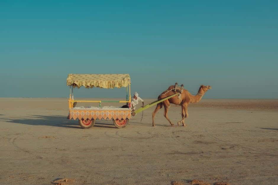 Ultimate Kutch 7-Night: Great Rann, Bhuj & Dholavira Exploration