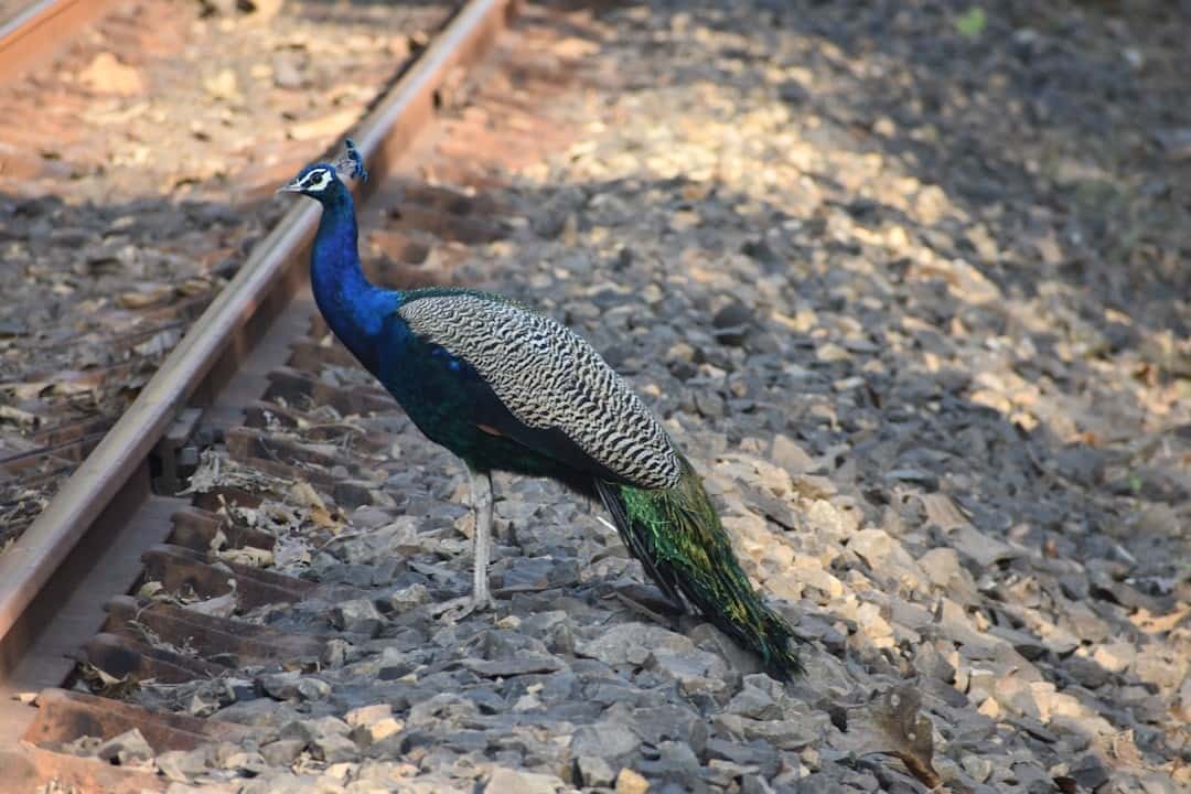 Gujarat Nature & Birding 5-Night: Nalsarovar to Velavadar