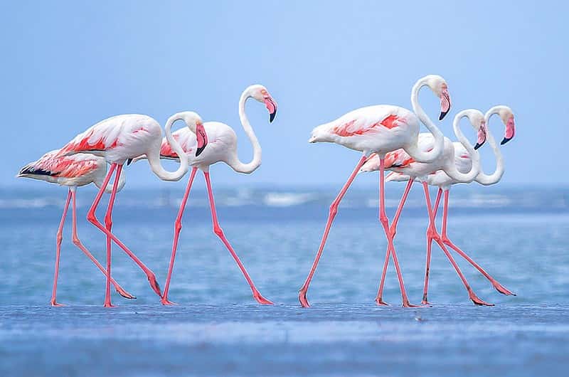 Wild Gujarat 6-Night: Lion Safari, Birding & Night Drives