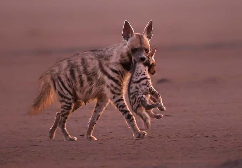 Rann & Wildlife Combo 7-Night: Rann by Night & Gir Safari