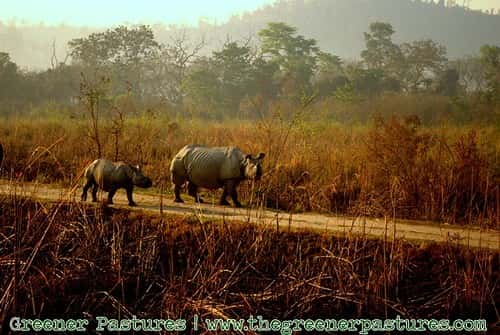 Assam Wildlife Special: Kaziranga, Manas & Majuli Cultural Stop