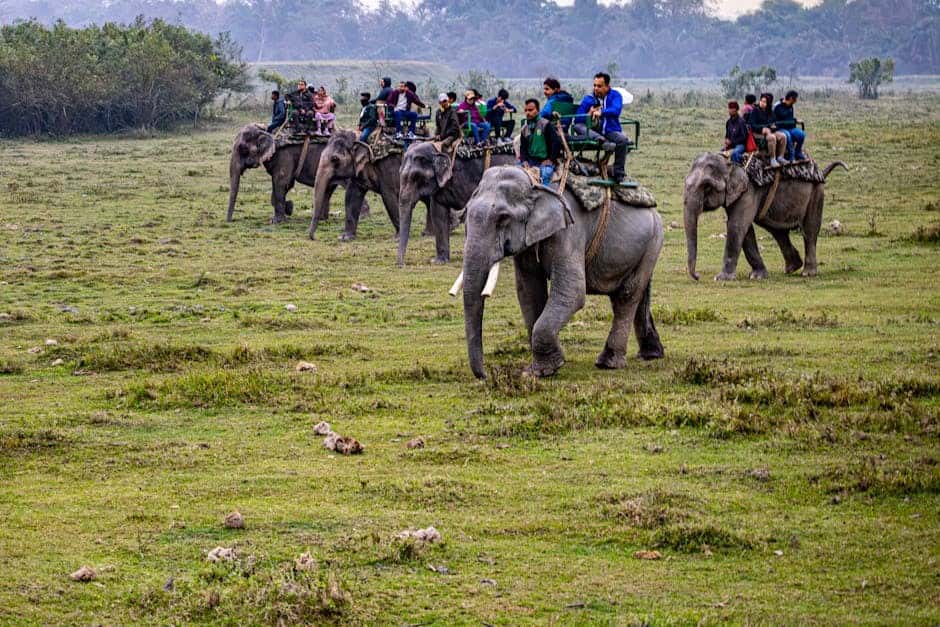 Assam Tea & Wildlife Luxury: Private Teahouse & Elephant Safari