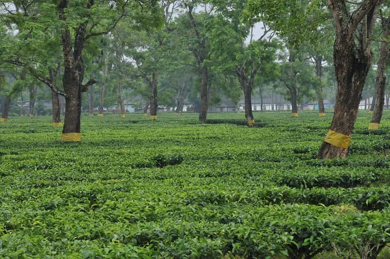 Complete Assam Explorer: Wildlife, Tea Gardens & Historic Sivasagar