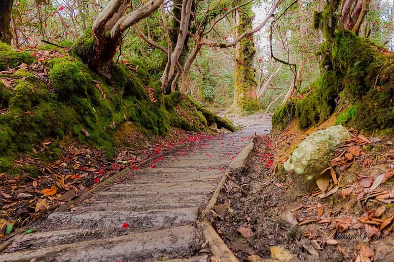 Romantic Sikkim Honeymoon: Candlelight Dinners & Valley Views