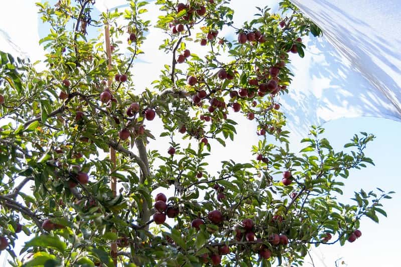 Narkanda Weekend Getaway: Apple Orchards & Snow Views