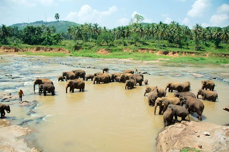 Sri Lanka Family Adventure: Kandy, Pinnawala and Cultural Triangle 5-Night