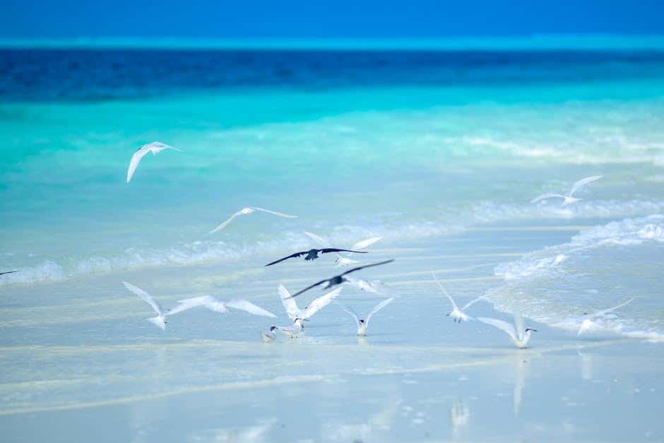 Maldives Wildlife Encounter: Marine Safari & Turtle Visit Maldives Wildlife Encounter: Marine Safari & Turtle Visit