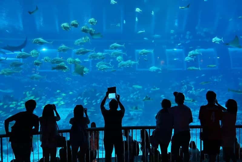 Singapore Family Fun: Universal Studios & S.E.A. Aquarium