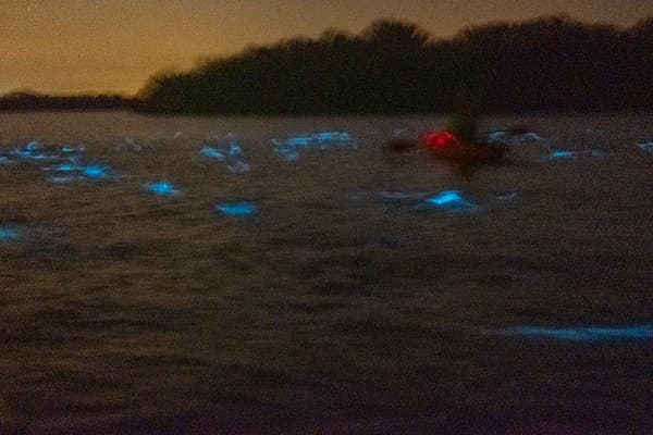 Night bioluminescence kayaking Photo 2